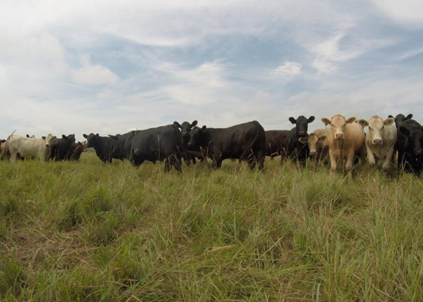 GoPro Stocker Cattle