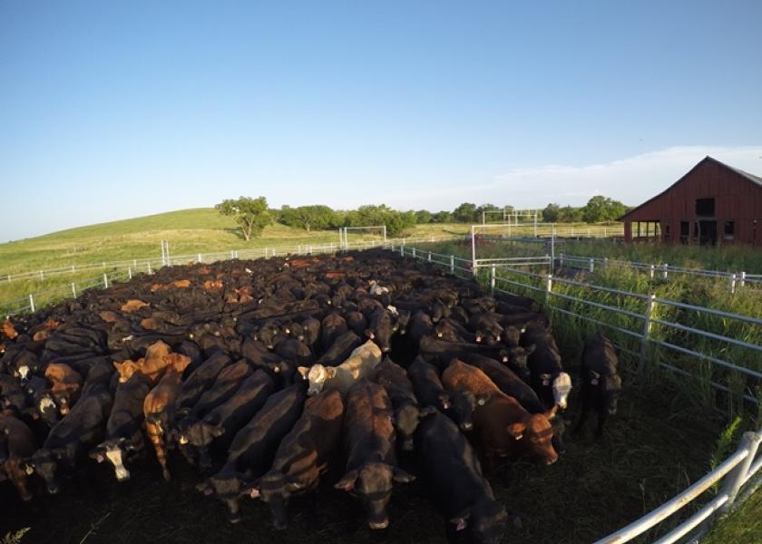 BT_GoPro_Stocker_Cattle_Loading