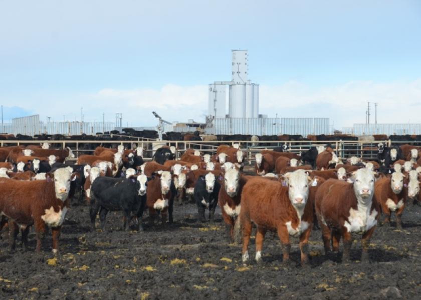Last fall these JBS Five Rivers' steers at the Kuner Feedlot would have entered the traditional JBS packing plant system. With the Fed Cattle Exchange there is a chance for some JBS Five Rivers cattle to be purchased by competing packers, aiding in price discovery for the beef industry.