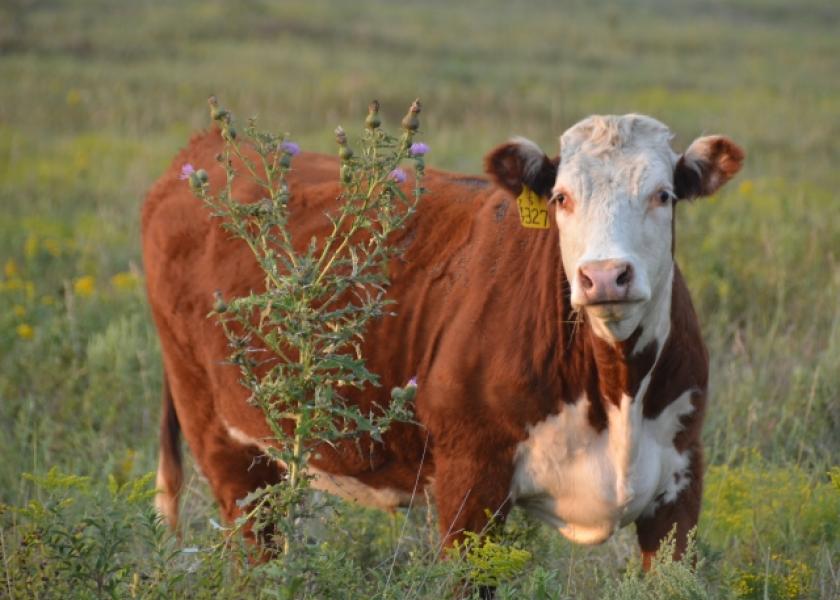 Noxious Weed Control in Pasture and Range