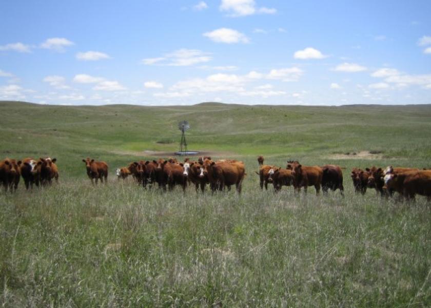 BT_Nebraska_Cows_on_Pasture