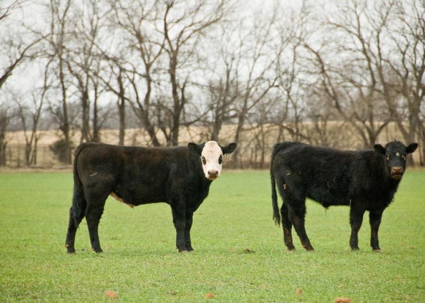 BT_Oklahoma_Stocker_Cattle_Winter_Wheat