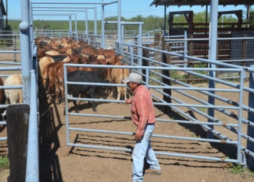 BT_Rotator_Working_Cattle_Texas_4
