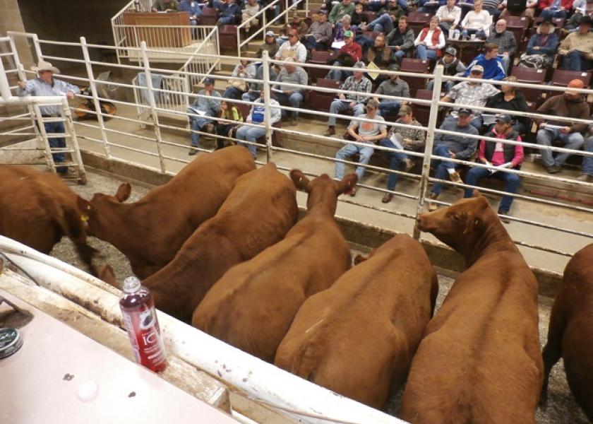 Show-Me-Select Sales Offer Records on Quality Beef Heifer Replacements