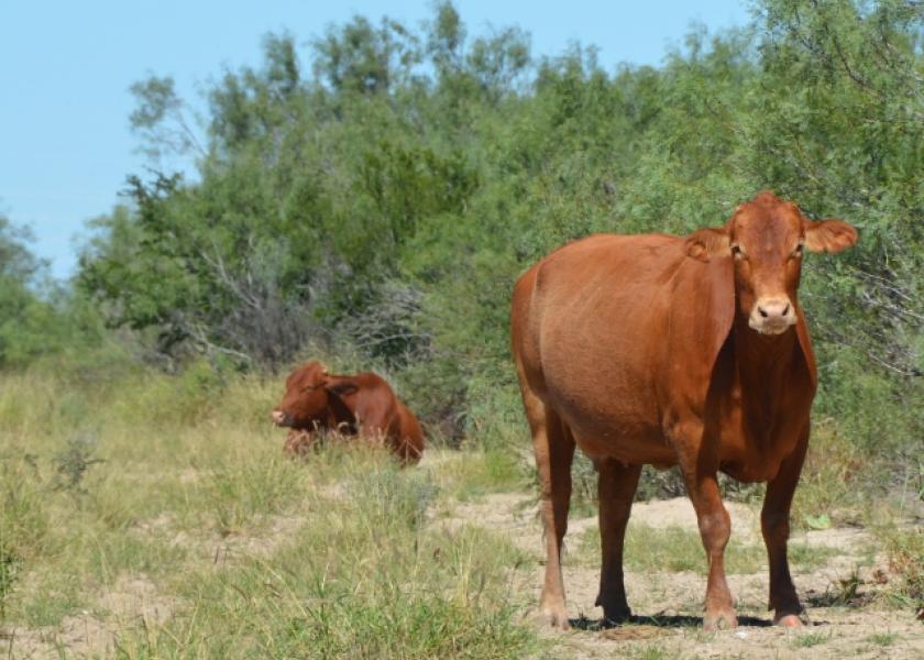 BT_South_Texas_Cow