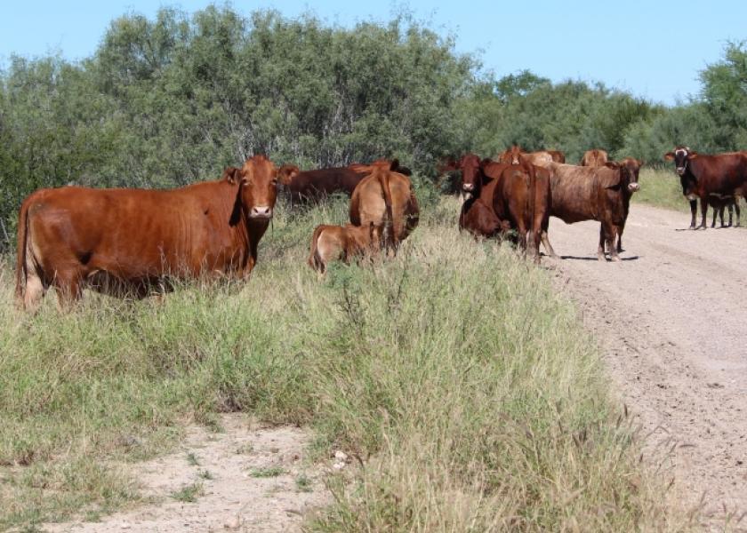 BT_South_Texas_Cows