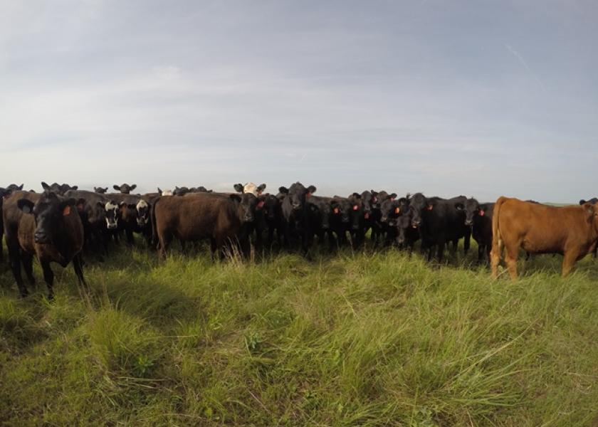 BT_Stocker_Cattle_Pasture