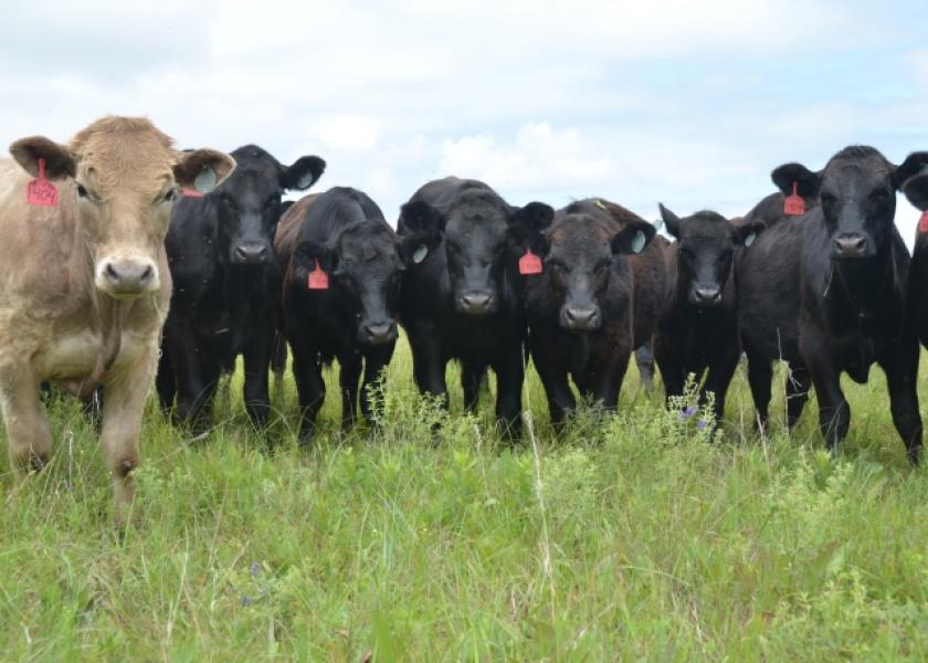 Feeder Cattle Cash Market Price Volatility Diminishes