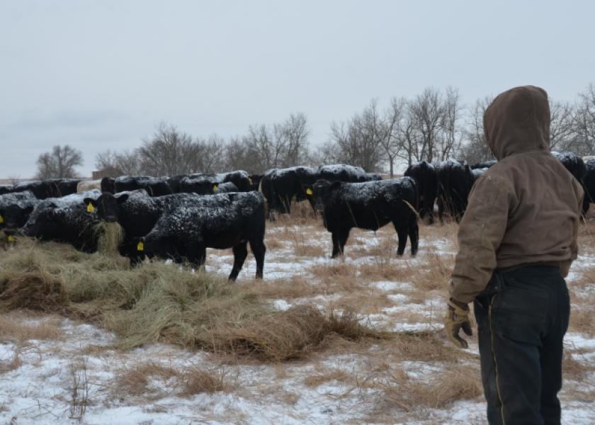 BT_Winter_Cattle_Feeding