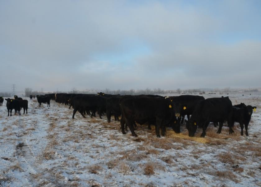 BT_Winter_Cow_Calf_Feeding