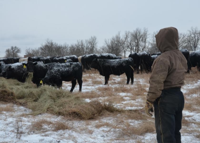 BT_Winter_Feeding_Cattle