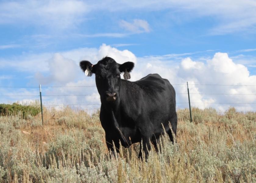 BT_Wyoming_Angus_Cow