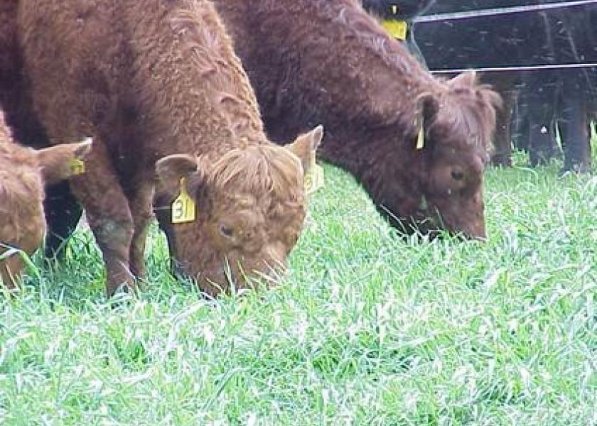 BT_cover_crop_grazing_cattle
