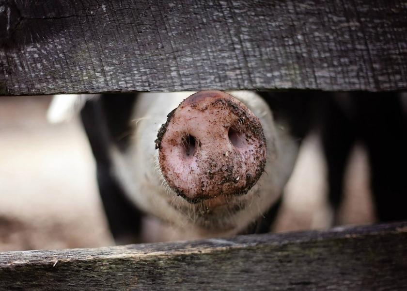 Classical Swine Fever Strikes Okinawa