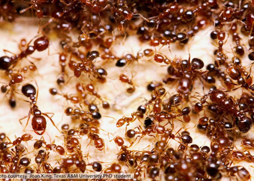 Colony of red fire ants