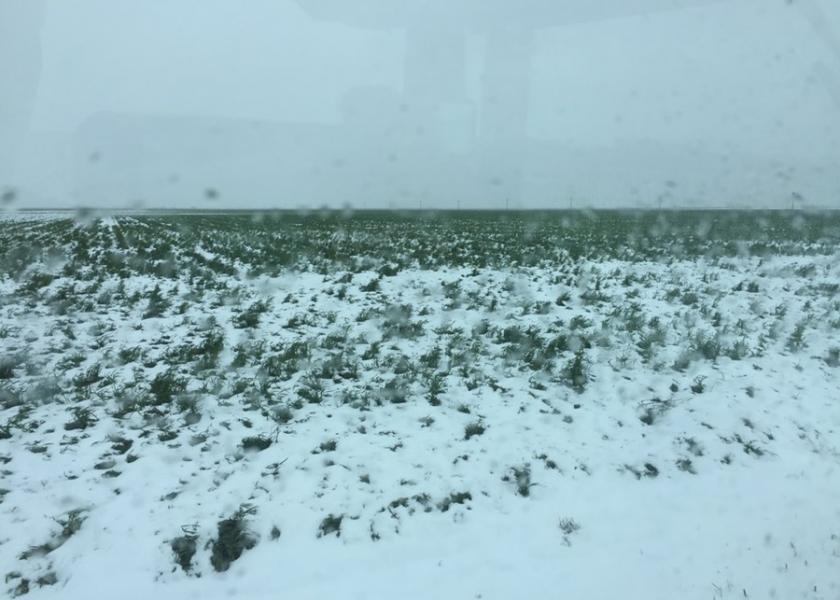 Spring Blizzard Worries Many Wheat Farmers in Western Kansas