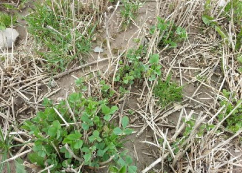Cassida managing stand losses in alfalfa fields photo1