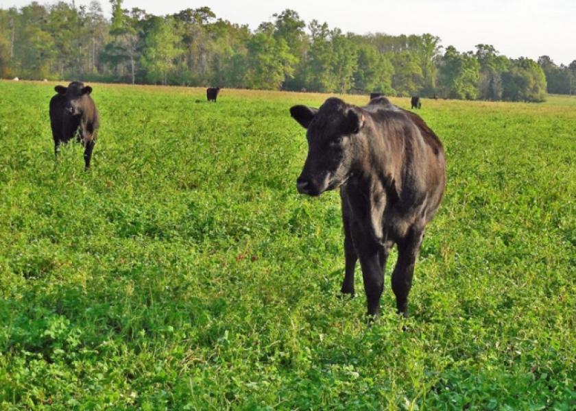 Cattle_Cover_Crop_Cool_Season_Forage