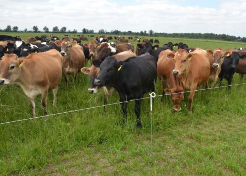Cattle_Electric_Fence