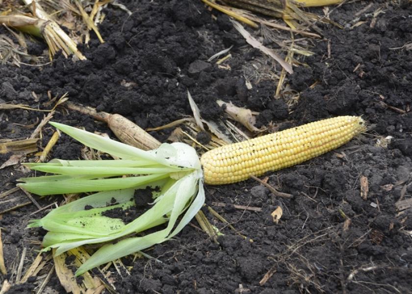 Illinois Final Corn Yield Estimate is 180.7 bu. per Acre 