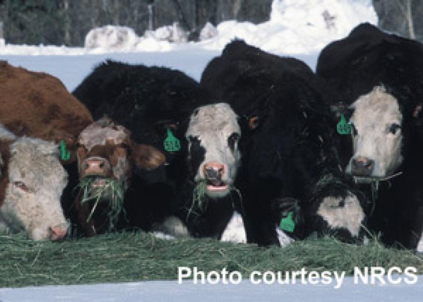 Cows-eating-hay-in-snow-300w