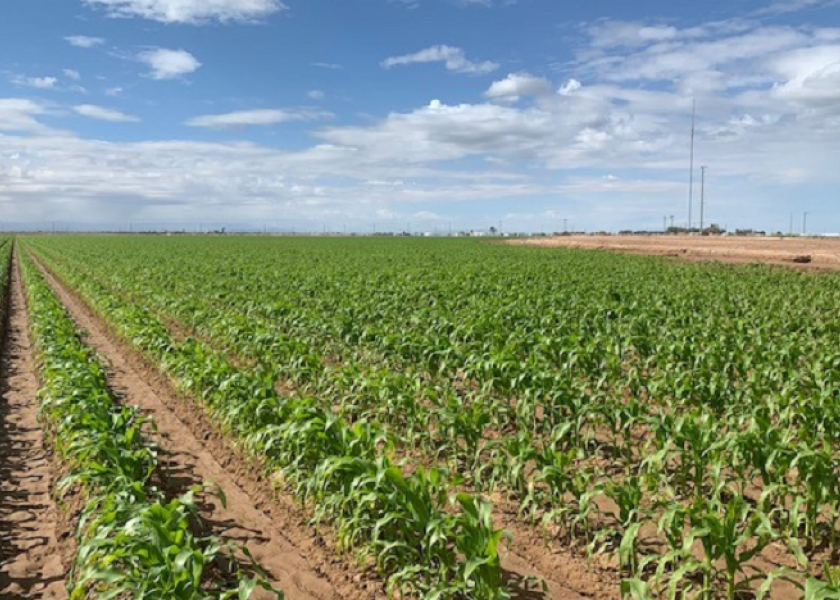 California's Imperial Valley sweet corn harvest is near.