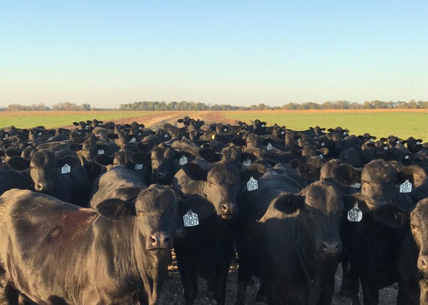 The 2019 calf crop was down 1%.