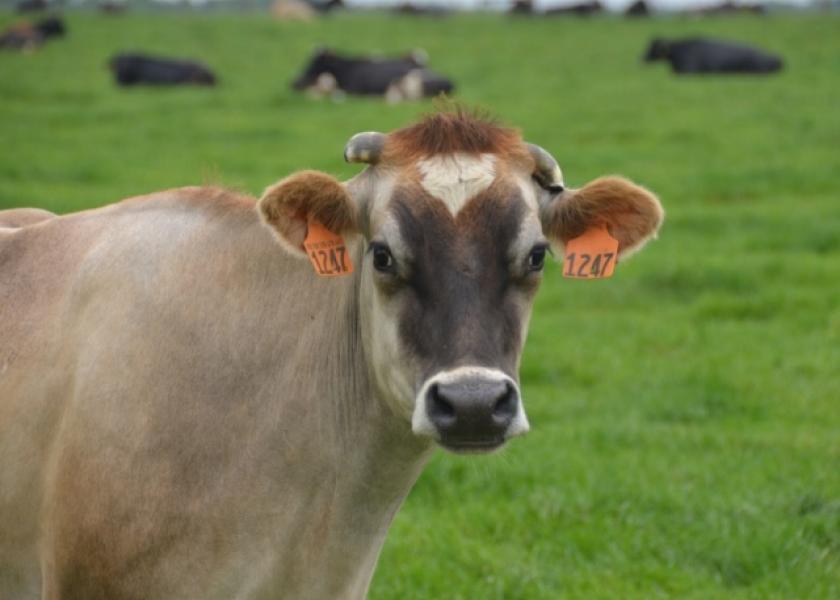 DT_Dairy_Cow_Grass