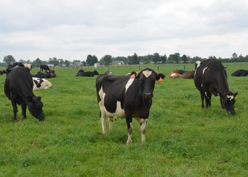 DT_Dairy_Cows_Grazing