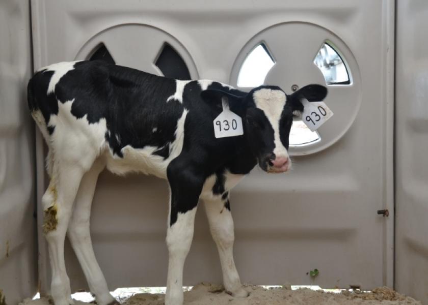 DT_Dairy_Holstein_Calf