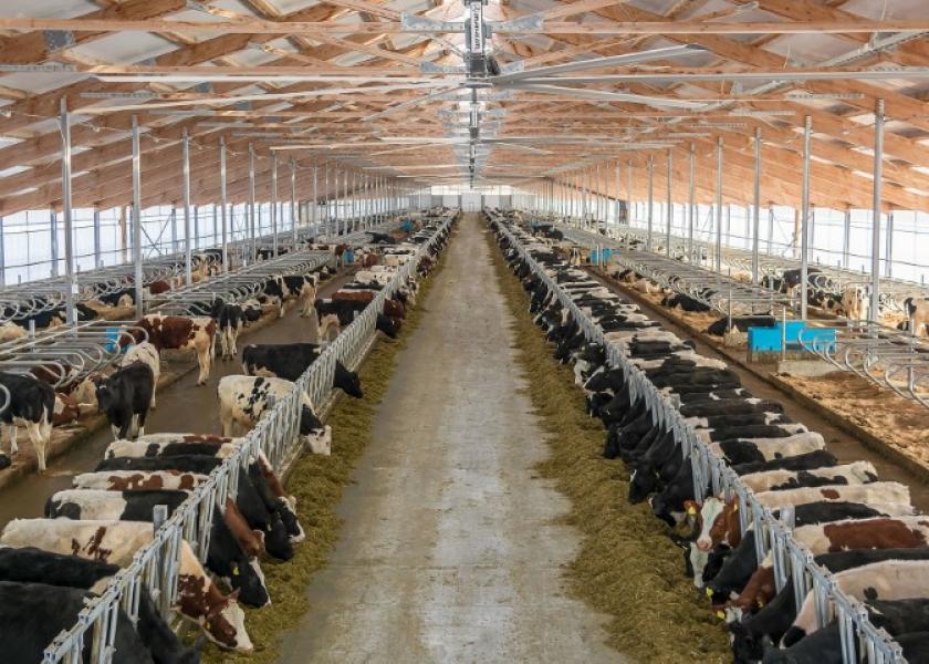 Cows at a Danone-backed farm in Russia’s Tyumen region.