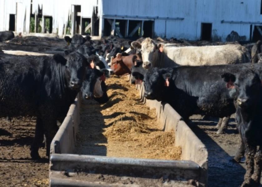 Derrell Peel: Feeder Cattle Market Update