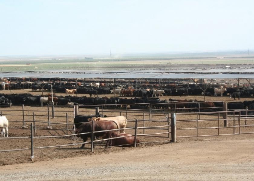During the PMI, the calves acclimate to their new environment, stress levels decline, feed intake increases and immune suppression drops off, in part due to immune response to existing pathogens.