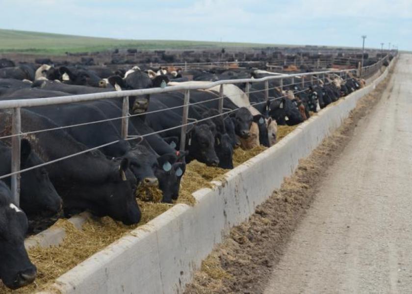 Fed cattle traded $1 lower