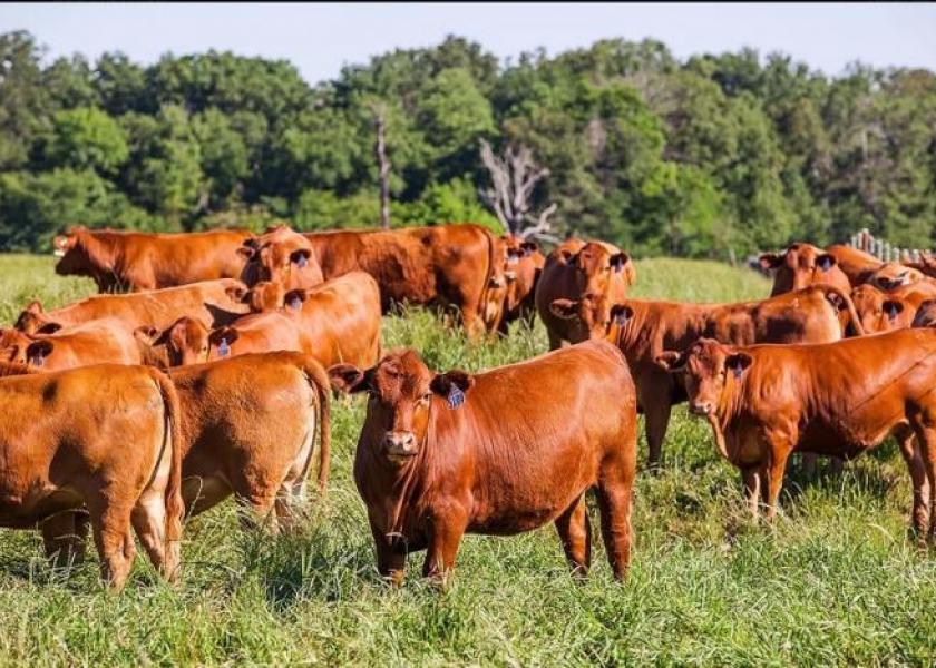 Fed Cattle Lower, Feeder Cattle Uneven