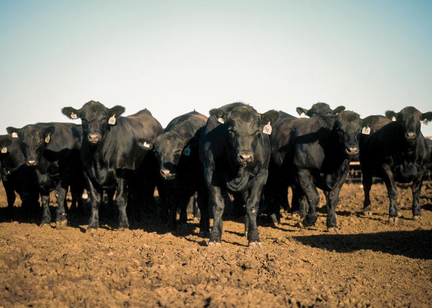 Fed cattle traded steady to higher