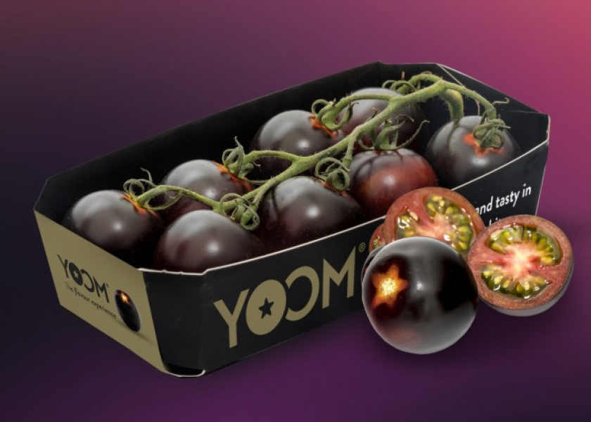Syngenta’s Yoom tomato earns top Fruit Logistica award