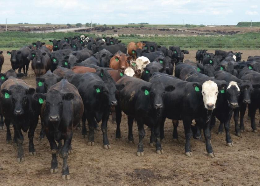 A Good Start for New Cattle