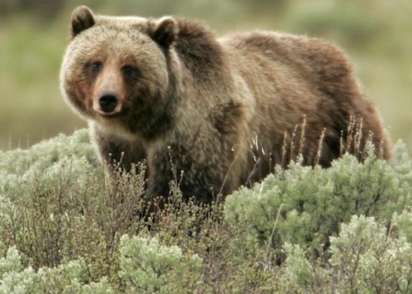 Wildlife officials have confirmed that a grizzly bear is responsible for killing a calf in central Montana. 
