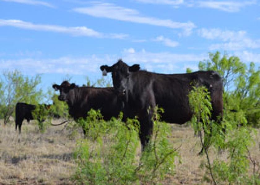 JARanch cattle texas
