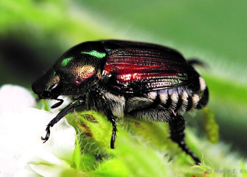 Japanese Beetle Reports Rise