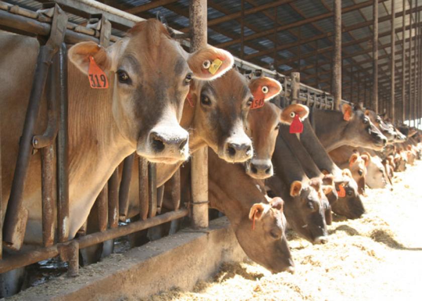 Jersey_cows_feeding_at_California_dairy_5-2014