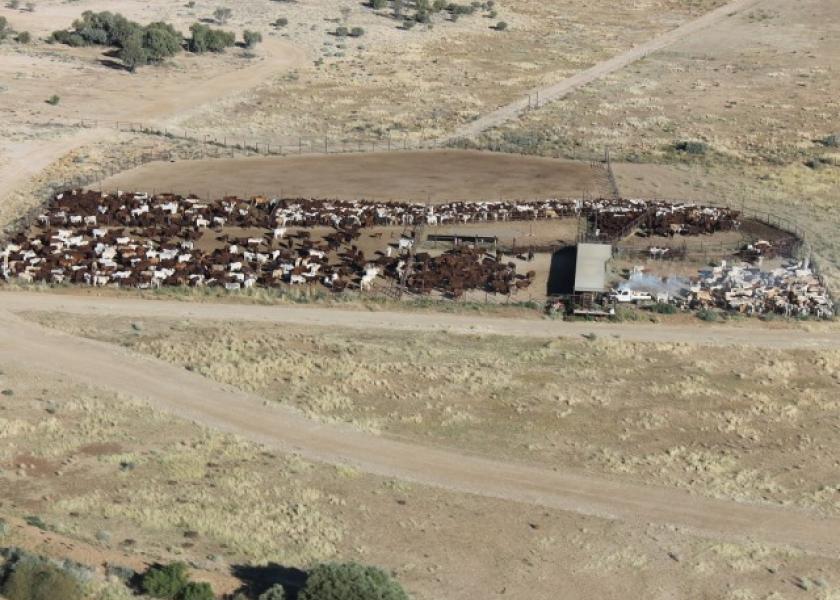 Kidman_Australia_Cattle