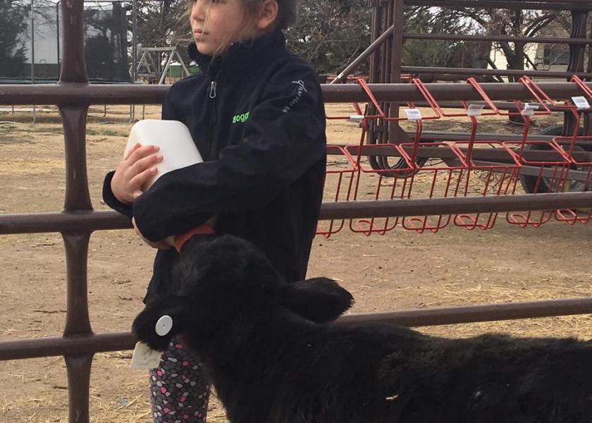 Makenna Boggs feeds a bucket calf orphaned by the Starbuck Fire.