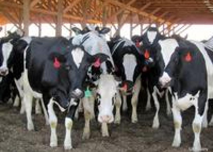 Managing for Mastitis in Dairy Housing Systems medium