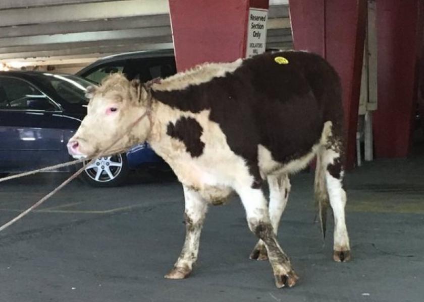 Steer escapes slaughterhouse, runs loose in New York City