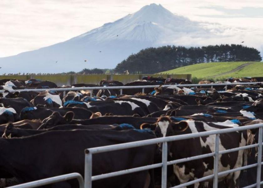 New_Zealand_Bloomberg_Dairy_Cattle