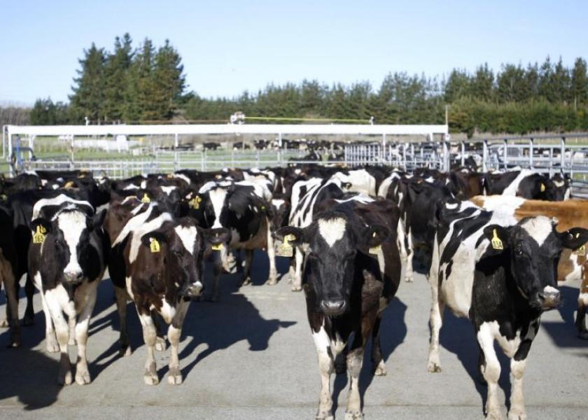 New_Zealand_Cows_AP_Photo