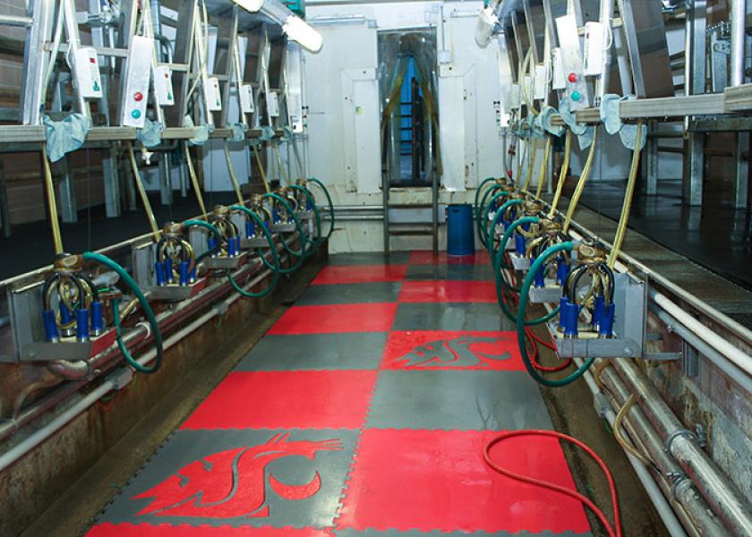 Cows Milked Faster, Smarter at WSU Dairy, Thanks to Parlor Upgrade
