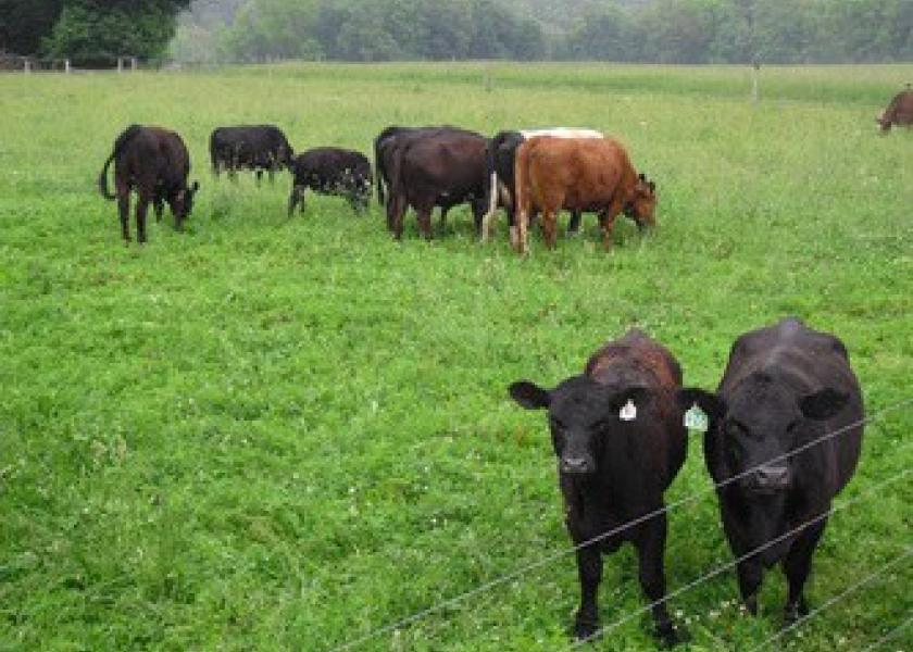 Pennsylvania_Beef_Cattle